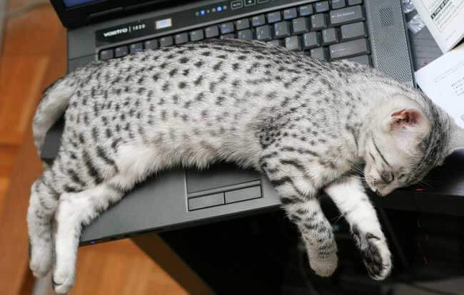 Кошка на ноутбуке