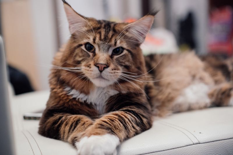 Порода кошек мейн-кун – дружелюбные гиганты. Описание и фото породы мейн-кун