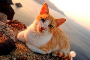 рыжая эгейская кошка