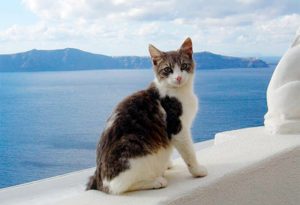 эгейская кошка на море
