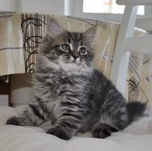 котенок сибирской кошки
