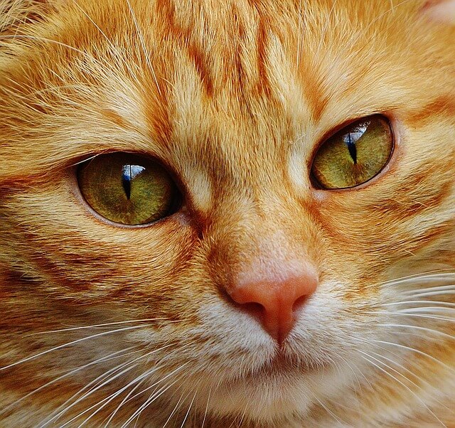 История мифа, почему опасно смотреть кошкам в глаза. Магия, колдовство и реальные причины. Как избежать нападения.