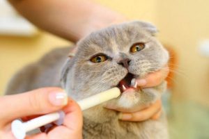 кошка со шприцом