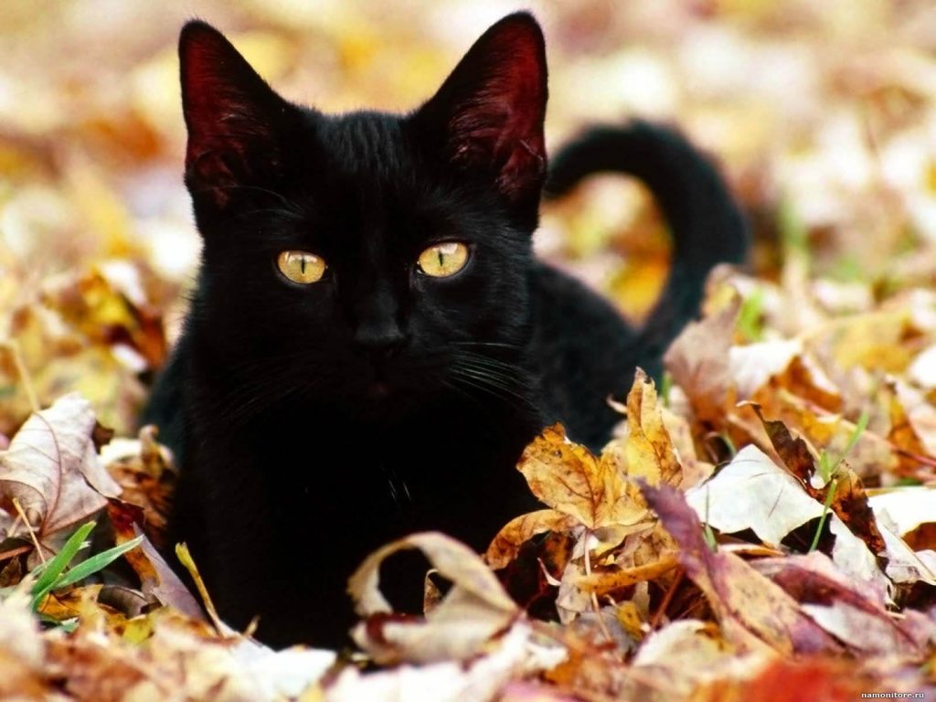 кличка для черного кота осн