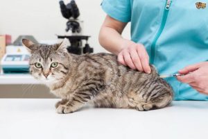 кошка с врачом