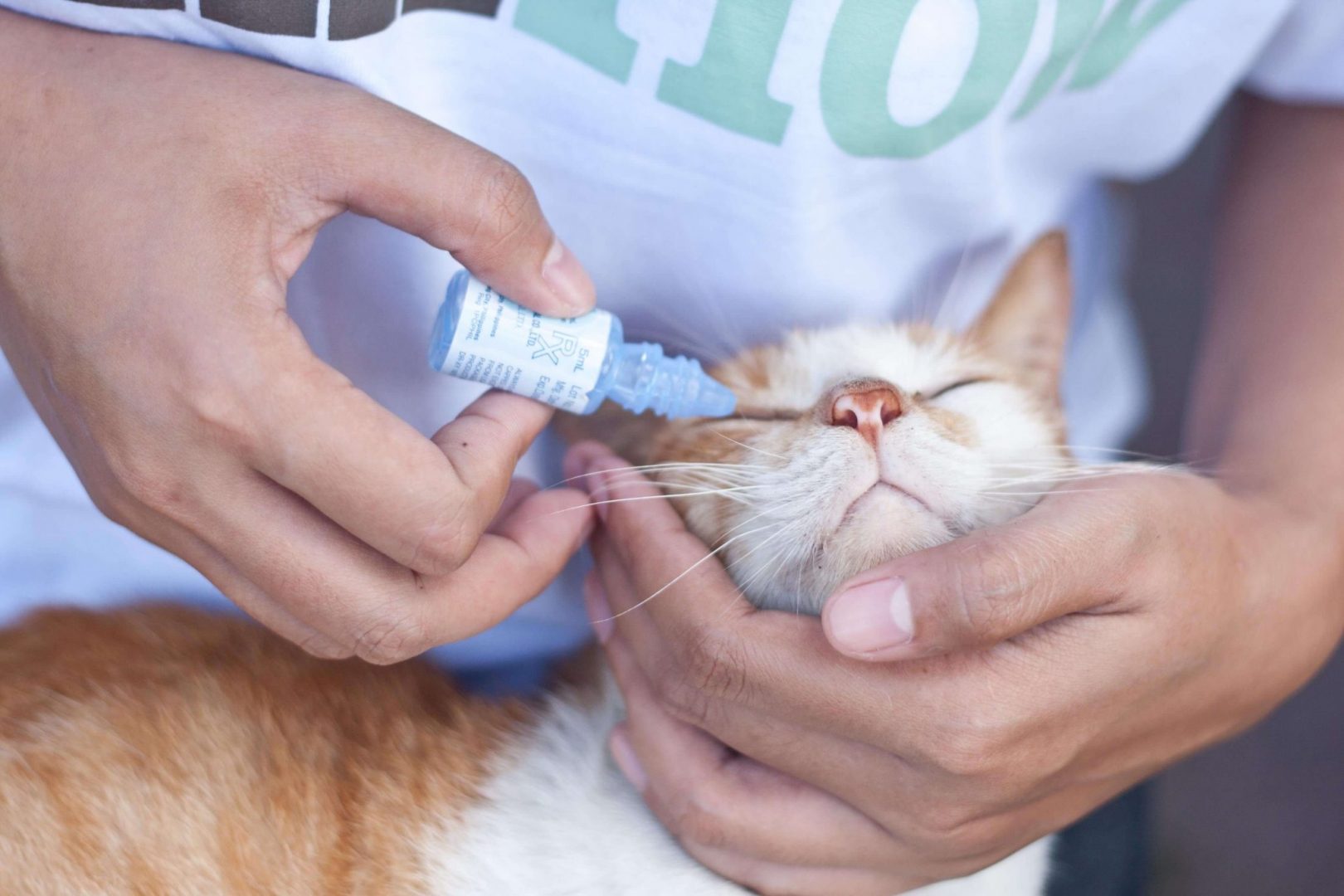 Инструкция по применению препарата Максидин для кошек