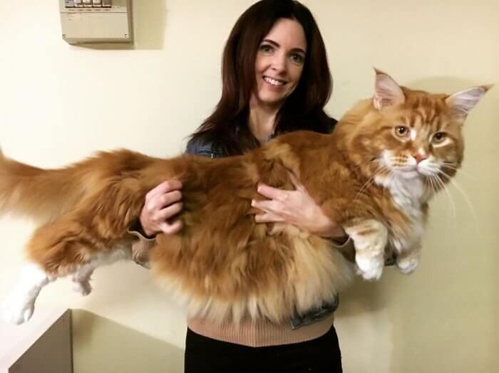самая большая кошка