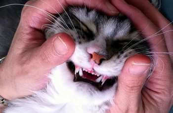 смена зубов у кошек