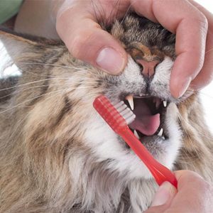 чистка зубов коту