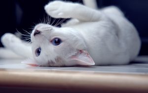 глухота белых кошек