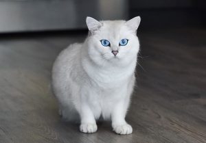 кот с синими глазами