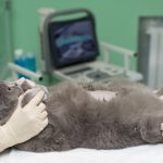 стерилизация кошки после родов