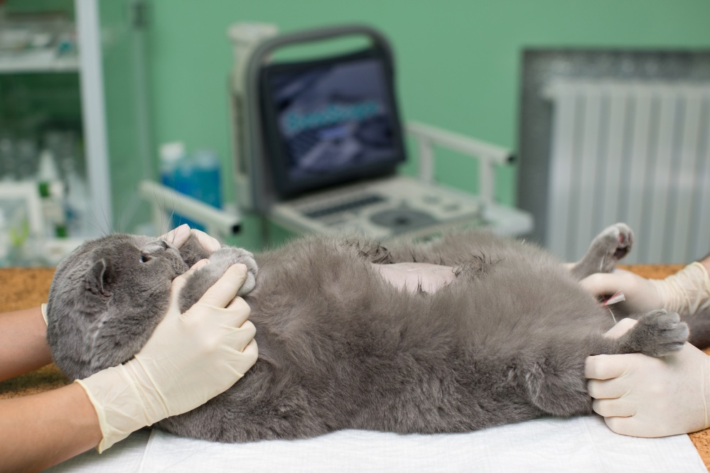 Попона для кошки после стерилизации: необходимость и применение