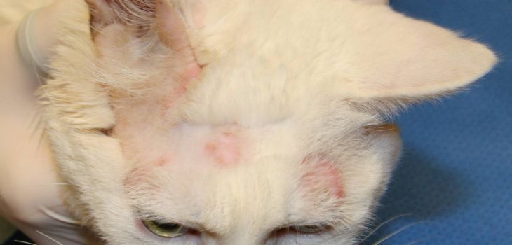 Стригущий лишай у кошек фото симптомы