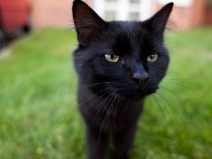черная кошка на траве