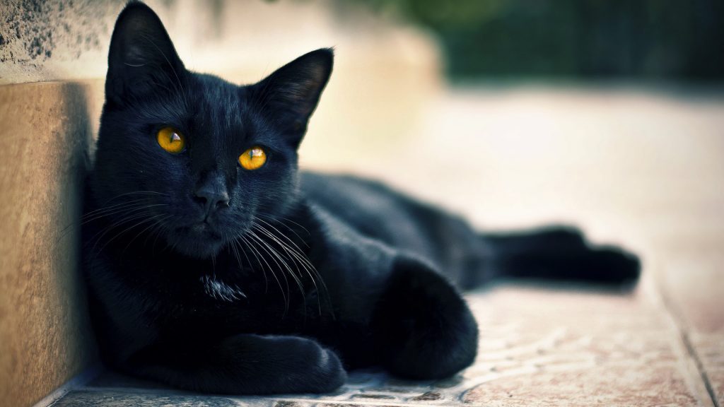 черная кошка