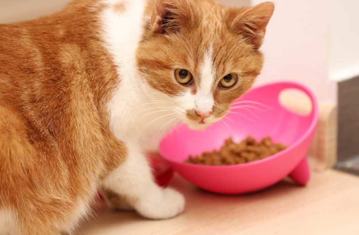 рацион питания для кошек
