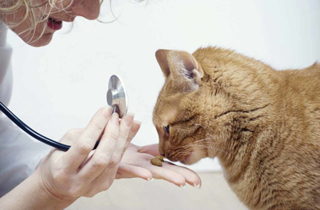Ветеринарный корм для кошек
