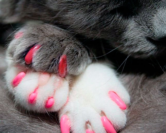 Популярные бренды накладок на когти для кошек