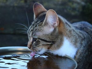 Постоянная жажда у кошки