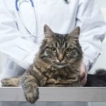 Лапароскопическая стерилизация кошек