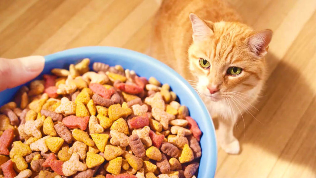 рацион натурального питания для кошек