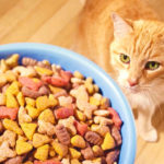 состав сухого корма для кошек