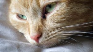 Заболевания глаз у кошки