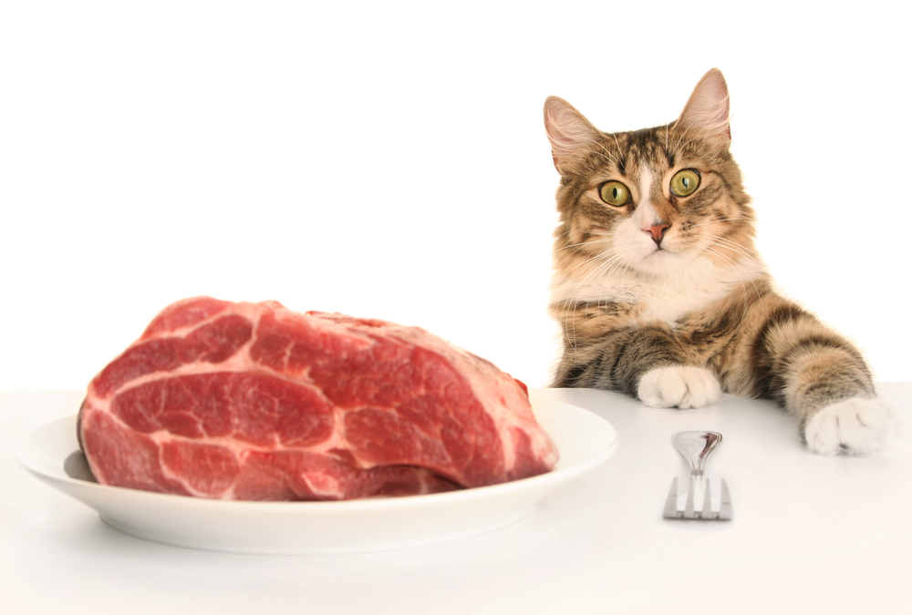 мясо для кошки