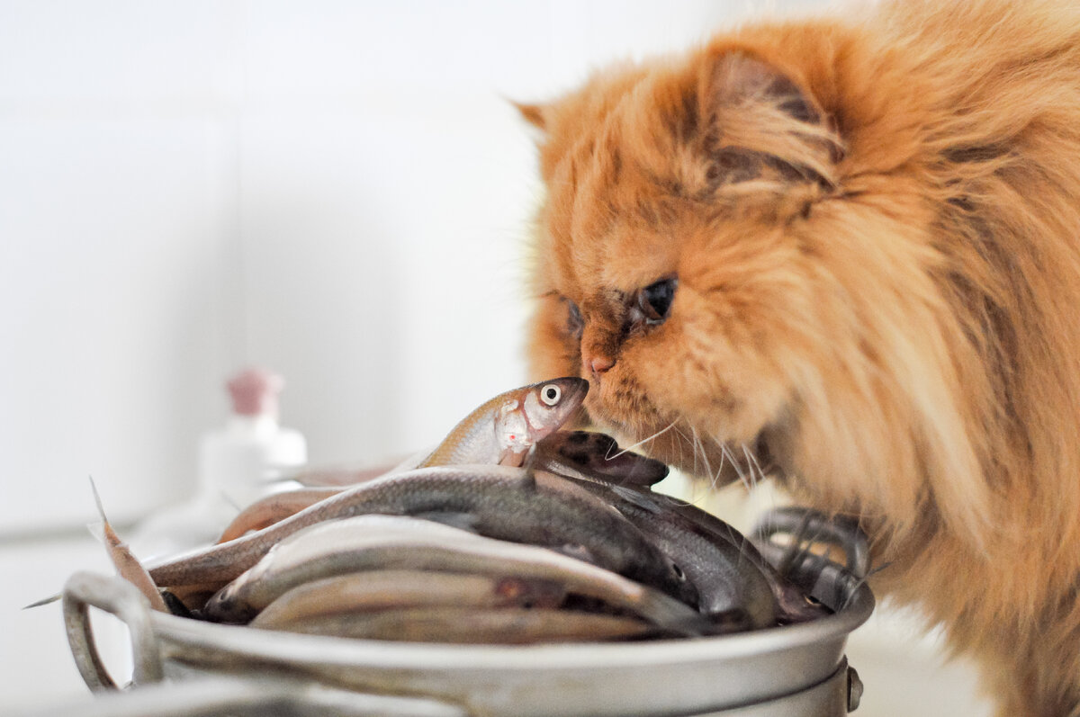 Какую рыбу можно давать кошкам