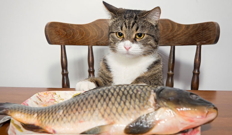 Какую рыбу можно давать кошкам